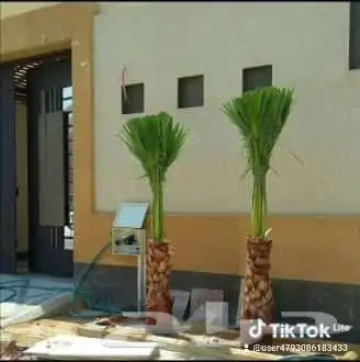 يوجد الديناجميع النواع النخيل ازينه والمثمره الجول 1
