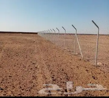 نخل واشنطن زينه 5