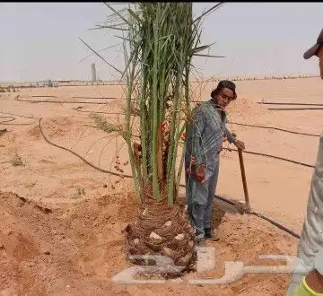 نخل للبيع نخيل مثمر نقايل جثايث خلاص صقعي سكري شيشي برحي سلج 1