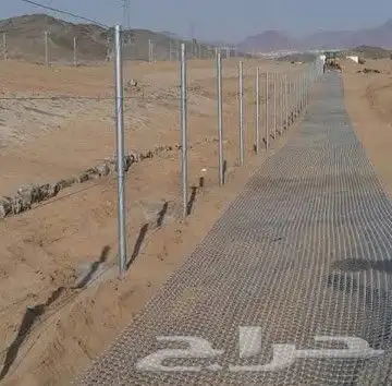 نخل واشنطن زينه 6