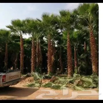 نخل واشنطن زينه 0