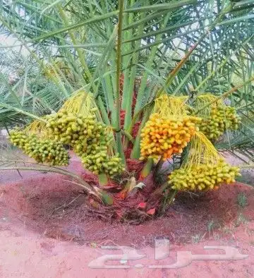 نخل للبيع نخيل مثمر نقايل جثايث خلاص صقعي سكري شيشي برحي سلج 0
