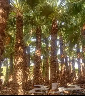 نخل واشنطن زينه 2