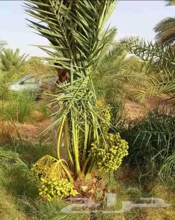 نخل للبيع نخيل مثمر نقايل جثايث خلاص صقعي سكري شيشي برحي سلج 4
