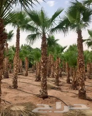 نخل واشنطن زينه 1