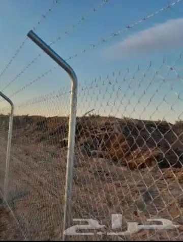 نخل واشنطن زينه 7