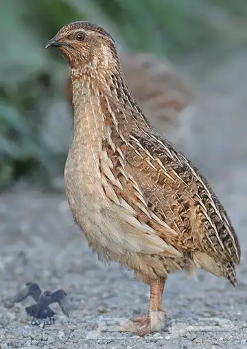 سمان بياض 0