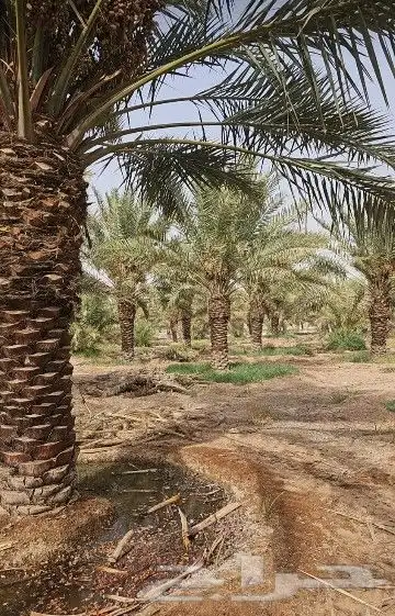 نخل واشنطن زينه 4