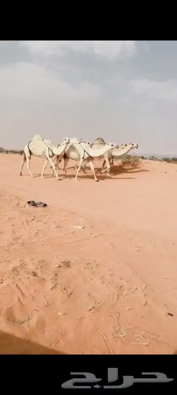 نياق وضح كفو 1