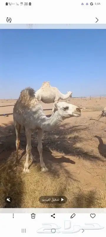 اثنين حشو للبيع index