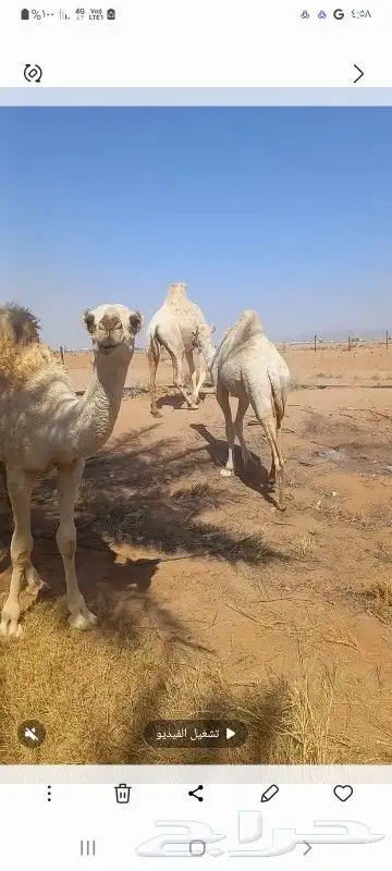 اثنين حشو للبيع index