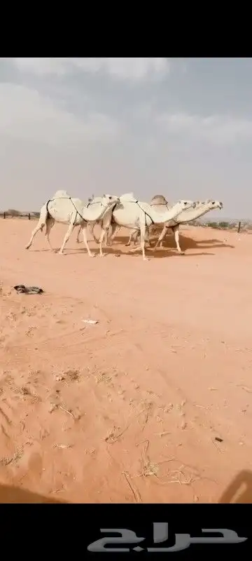 نياق وضح كفو 0