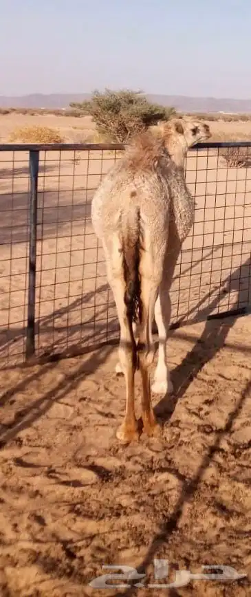 قعود للبيع 0