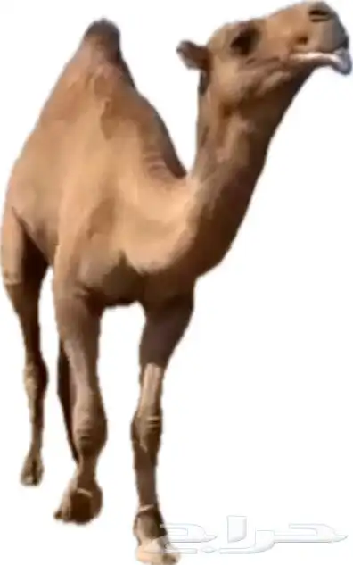 فحل إبل أحمر كفو 17