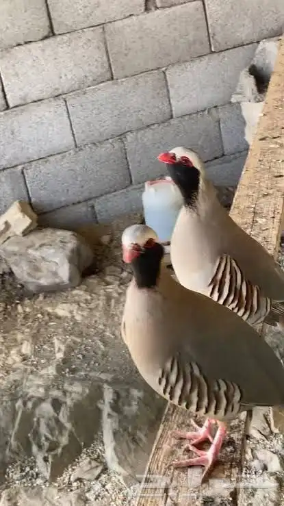 حجل بري للبيع منتج 0