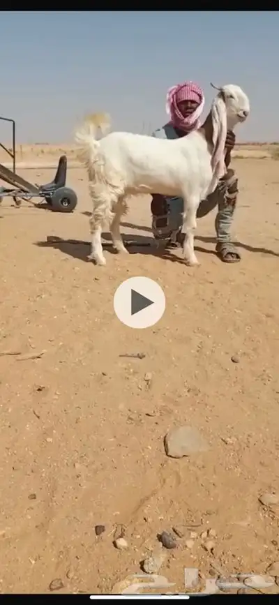 جذعه خصم جبروراس index