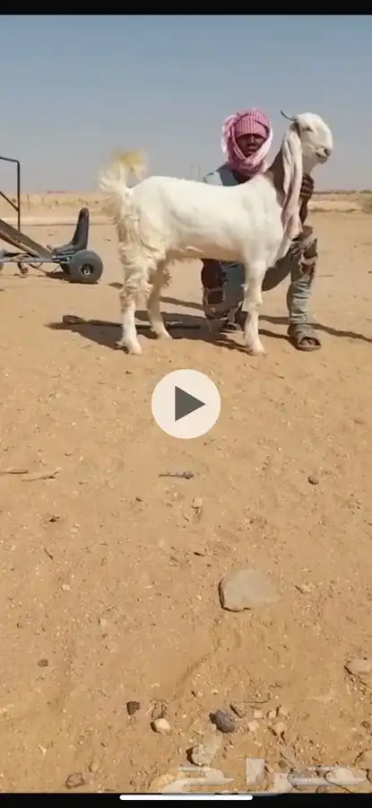 جذعه خصم جبروراس 0