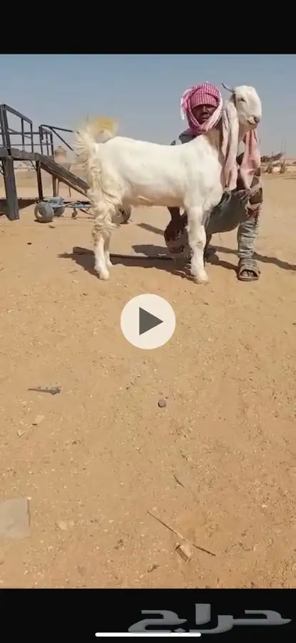 جذعه خصم جبروراس 1