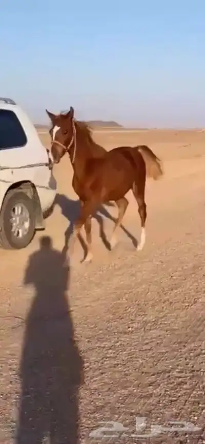 للبيع مهر كفو 0