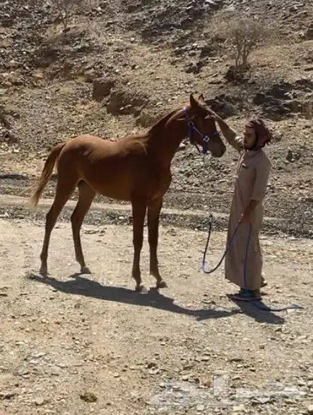 مهر شعبي كفو نادر من نوادر الخيل اب الحزم ام الريم العمر 2