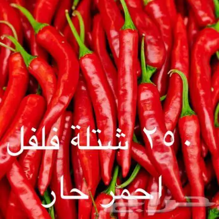 فرصة استثمارية جاهزة (بيوت محمية ومشروع زراعي للتقبيل) 0
