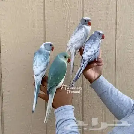 فروخ درة طفرات رسيسف بايد فايلوت المميز_للمميز 9