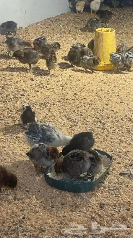 صيصان بلدي صحيه جيده 2