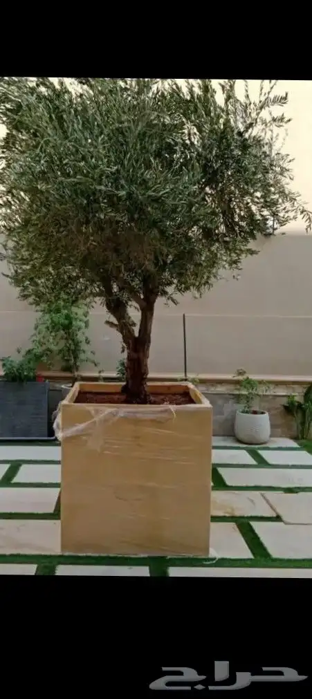 نخيل زينة واشجار زيتون 8
