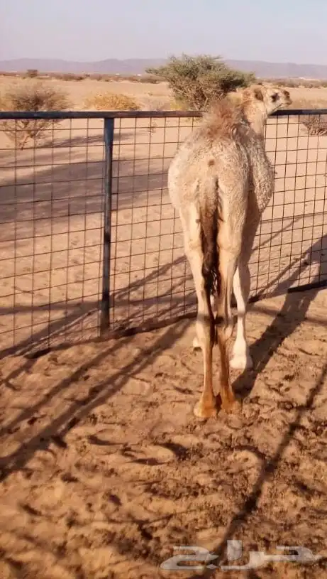 قعود للبيع 1