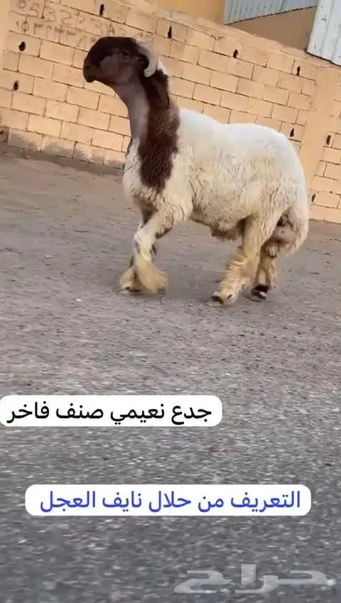 جدعان نعيم صنف فاخر للبيع 9