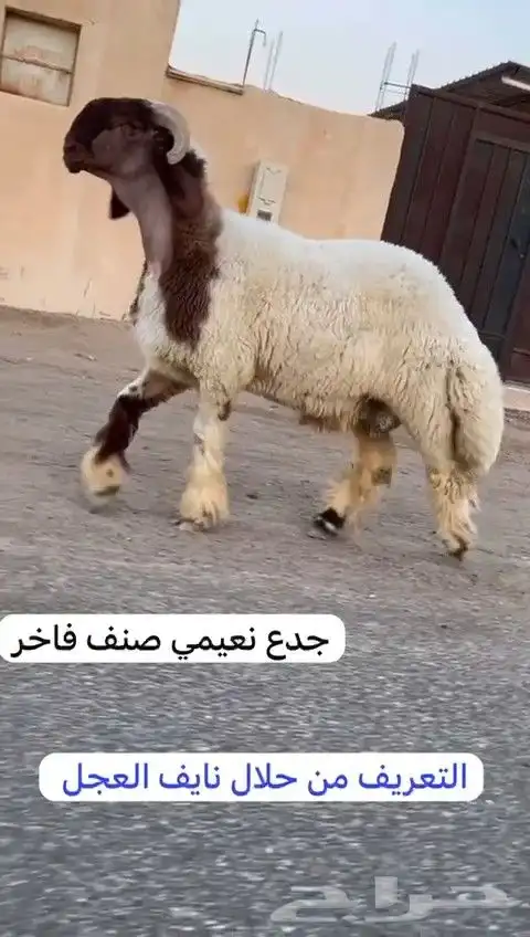 جدعان نعيم صنف فاخر للبيع 6