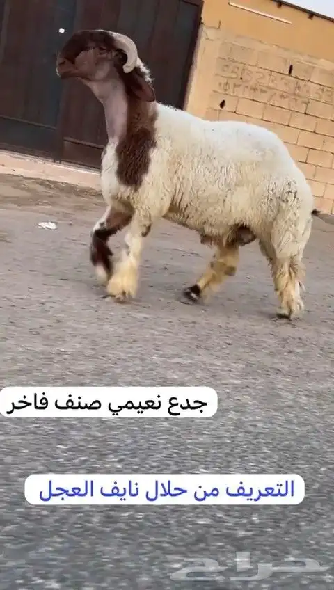 جدعان نعيم صنف فاخر للبيع 7