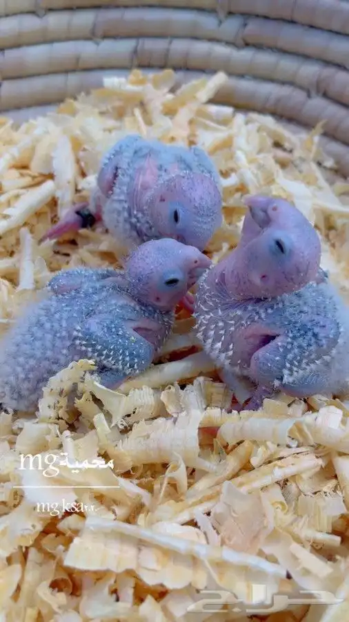 ابحث عن طيور جمله وفروخ وازواج منوعه 0