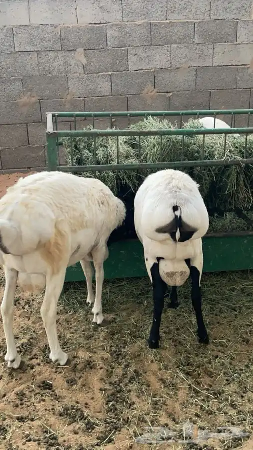 ذبايح برابر فل شحم ويتممن 5