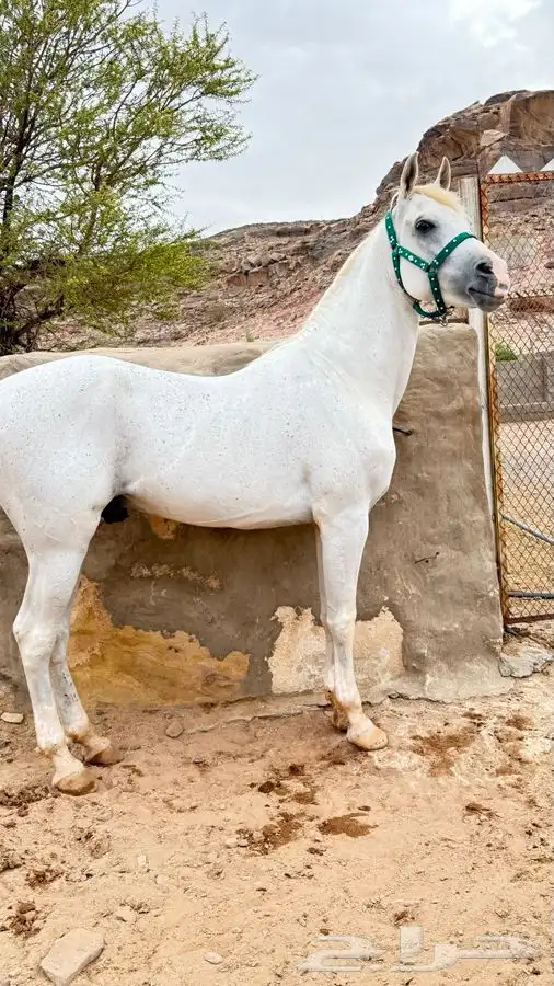 حصان شعبي 0