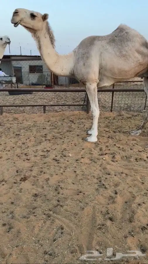 حايل فيه ذيبه ورجله فيه صده وناقه كفوو 0