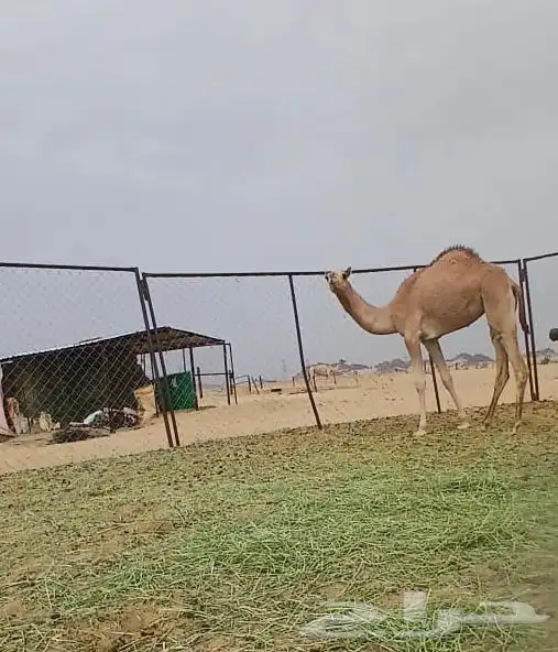 بكره بنت الساري ولد شاهين جرمان هجن 0