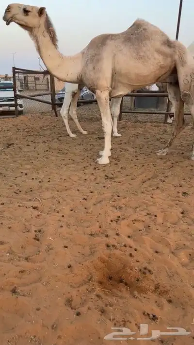 حايل فيه ذيبه ورجله فيه صده وناقه كفوو index