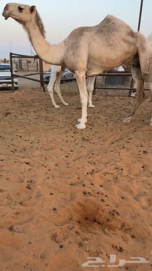 حايل فيه ذيبه ورجله فيه صده وناقه كفوو 3