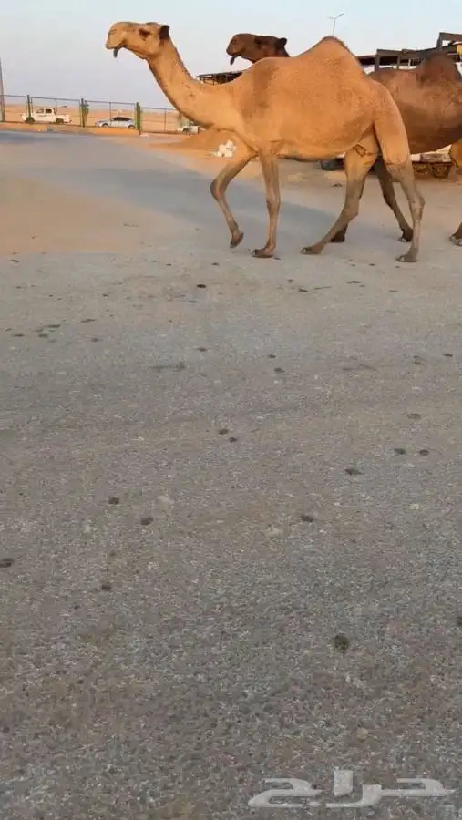 لقحه على غرنوق سليمه من جميع العذريب 1