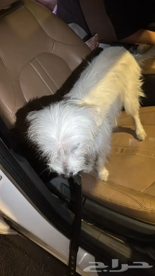 مالتيز 2