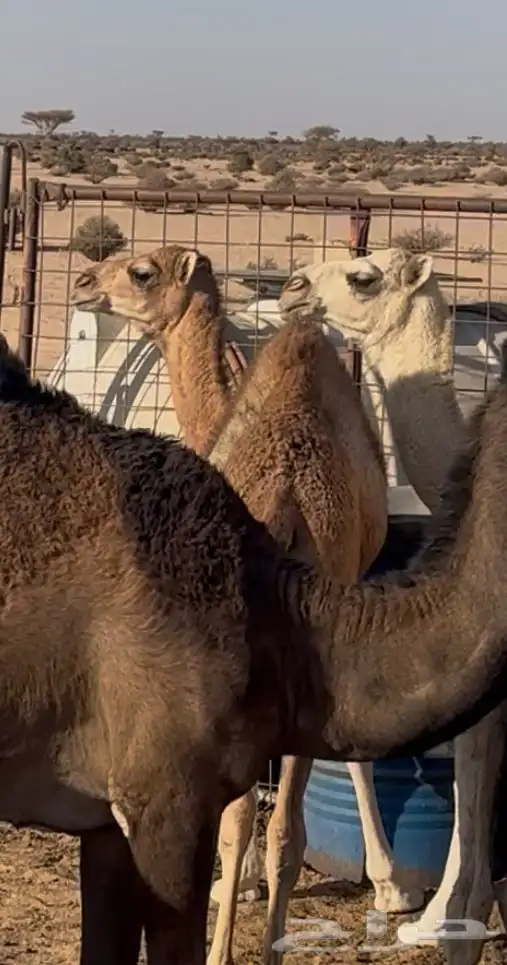قعود 2