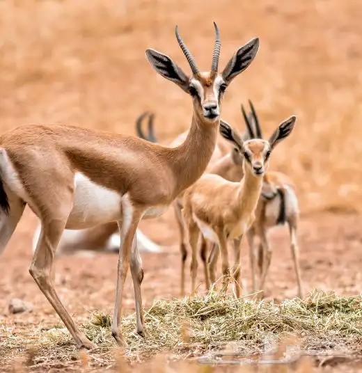 غزال عفري ذكر اليف 0