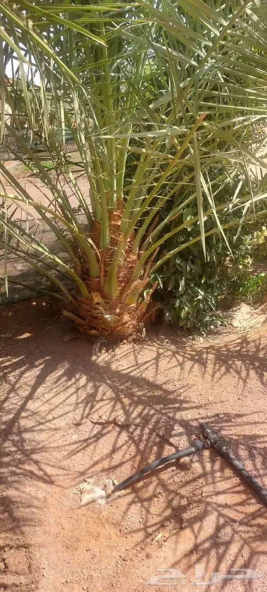 يوجد الدنيا نخل للبيع عربي واشنطن 0