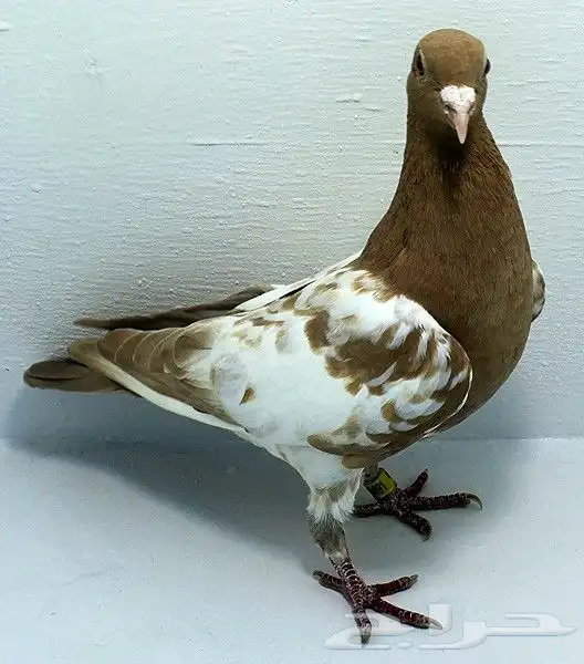 حمام زاجل سباق 5