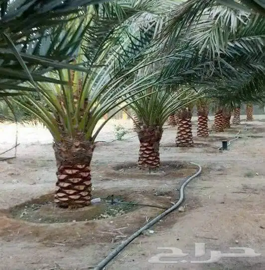 مطلوب مزرعه في شقرا للايجار 0