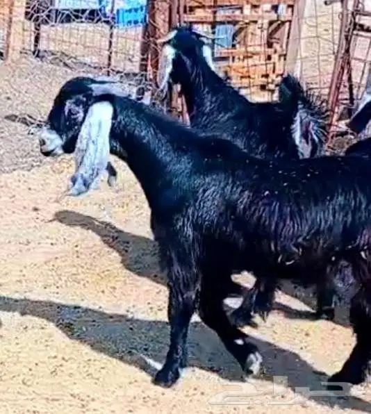 4 تيوس عوارض مخاصي ظهرها فل لاعلي سوم 6