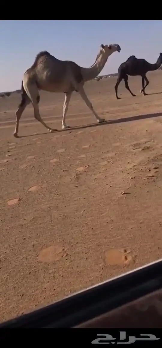 للبيع ضرايب مجاهيم. وحمرا 1