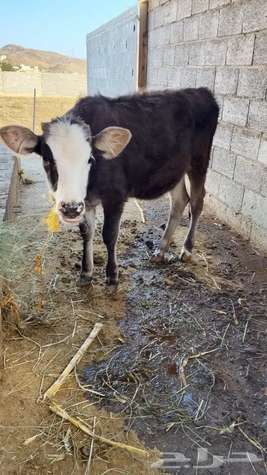 (تم البيع)مراح كامل 2