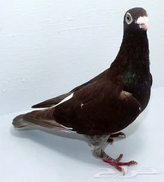 حمام زاجل سباق 4